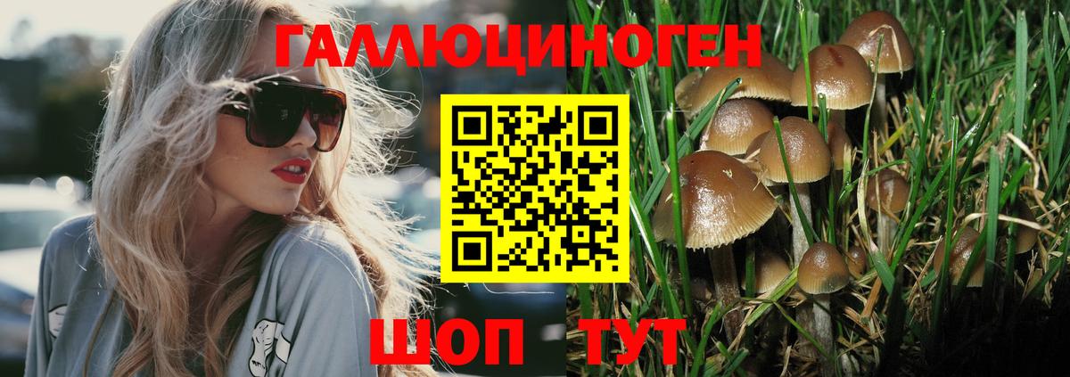 Вольск  Псилоцибиновые грибы Psilocybine cubensis  Вход с VPN 